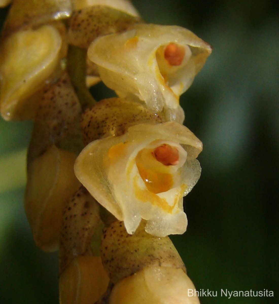 Coelogyne imbricata (Hook.) Rchb.f.